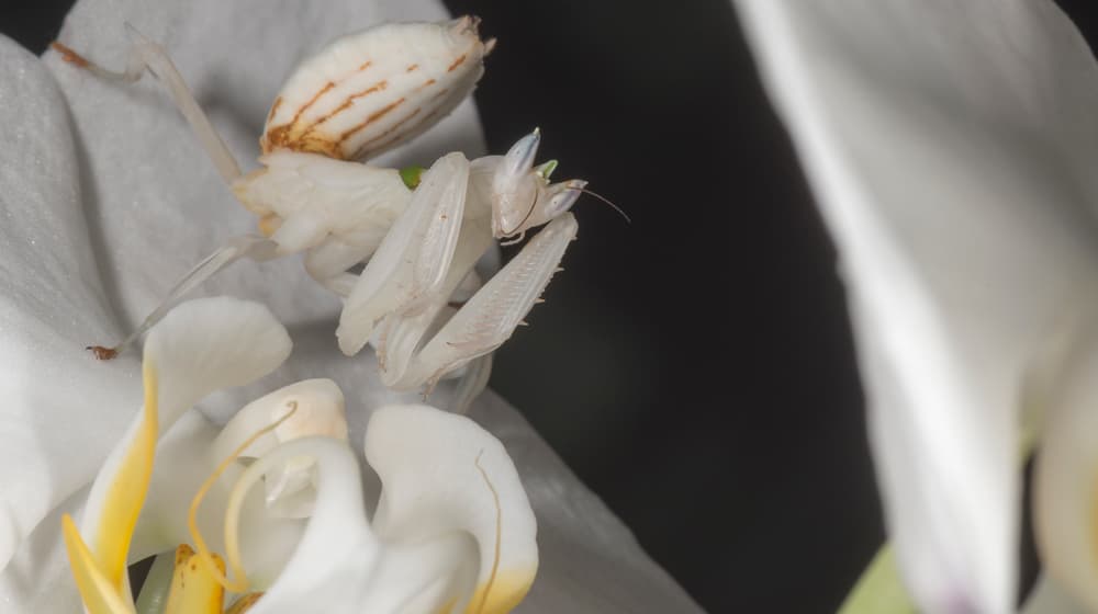 Orchideenmantis.