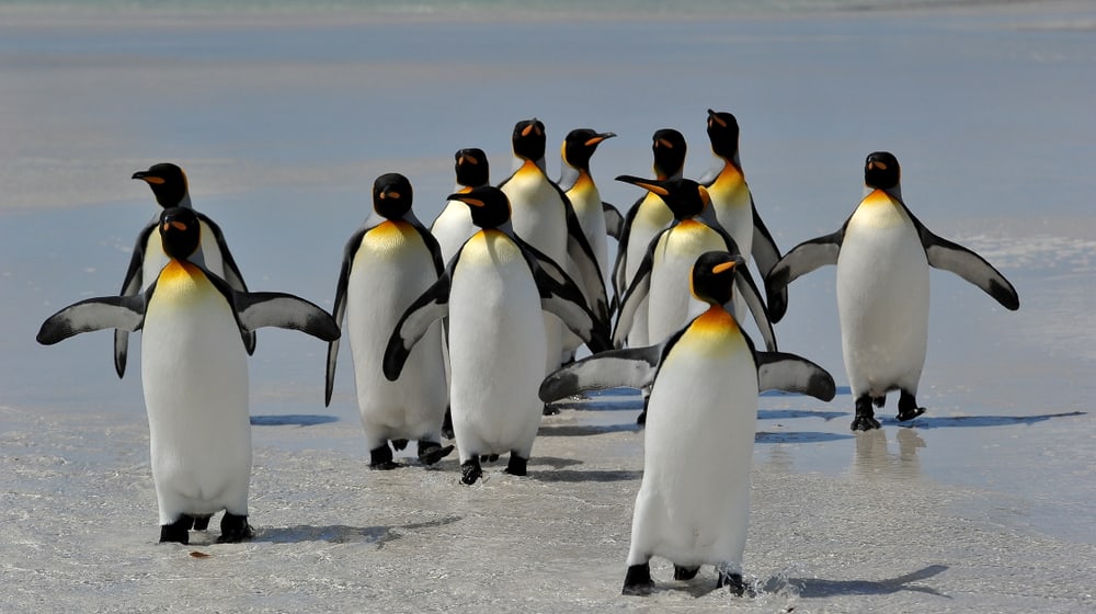Königspinguine