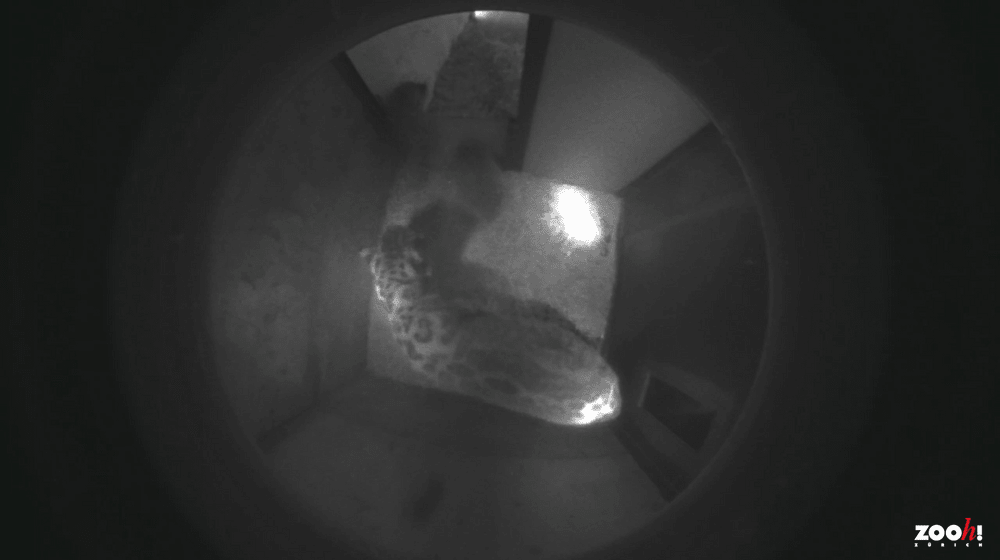 Bilder der Überwachungskamera in die Wurfbox der Schneeleoparden.