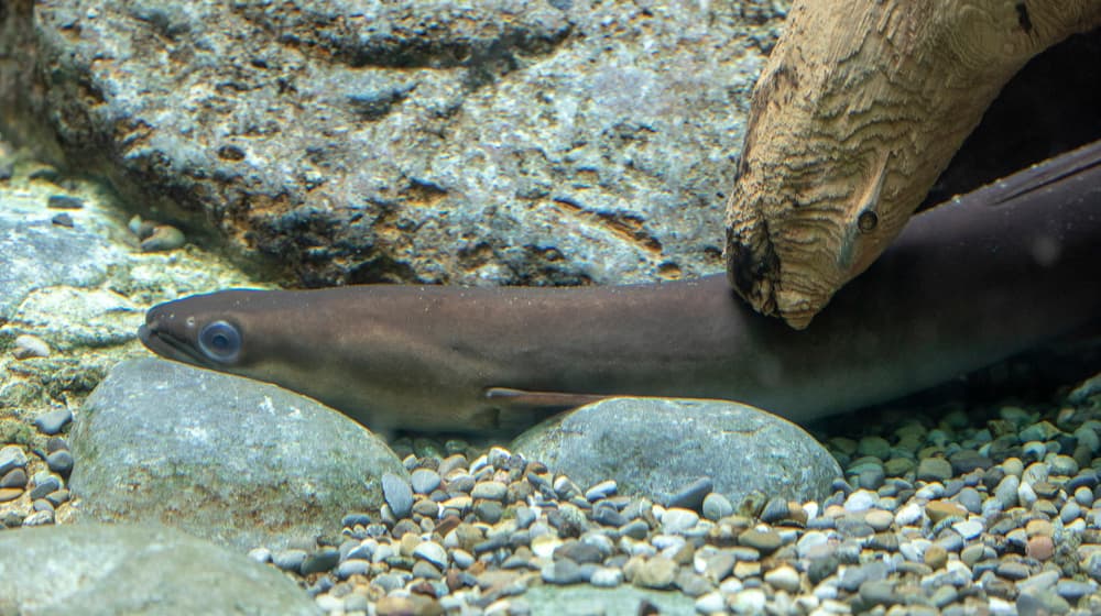 Europäischer Aal im Zoo Zürich