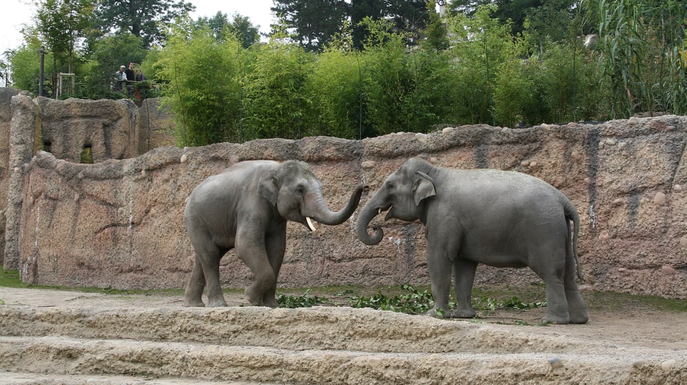 Asiatische Elefanten Farha und Thai im Kaeng Krachan Elefantenpark