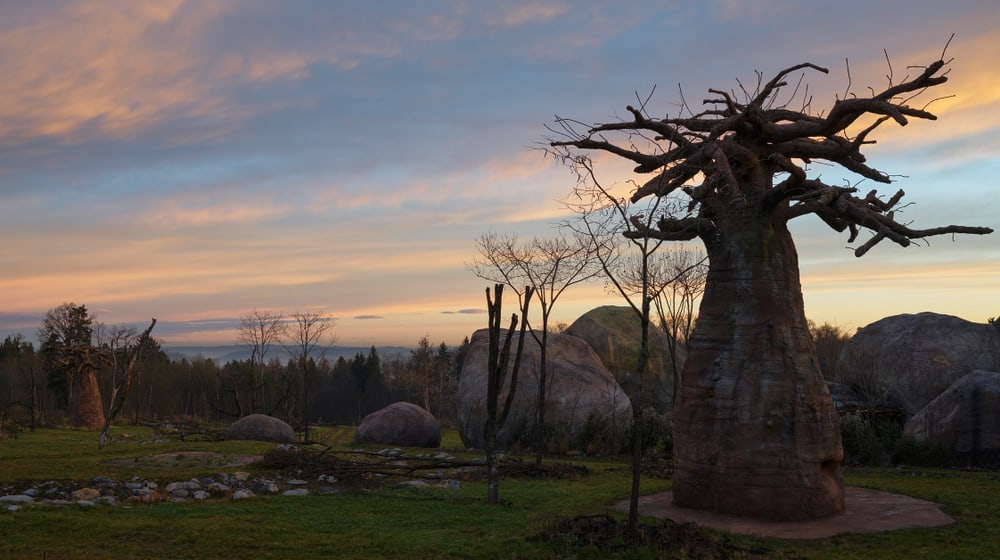 Abendstimmung in der Lewa Savanne des Zoo Zürich.