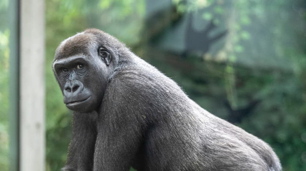 Westliches Flachlandgorilla-Weibchen Mawimbi im Zoo Zürich.