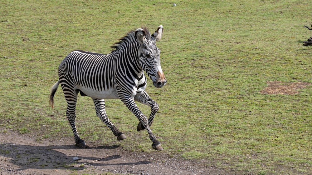 Grevyzebrahengst Rashidi auf der Lewa Savanne im Zoo Zürich.