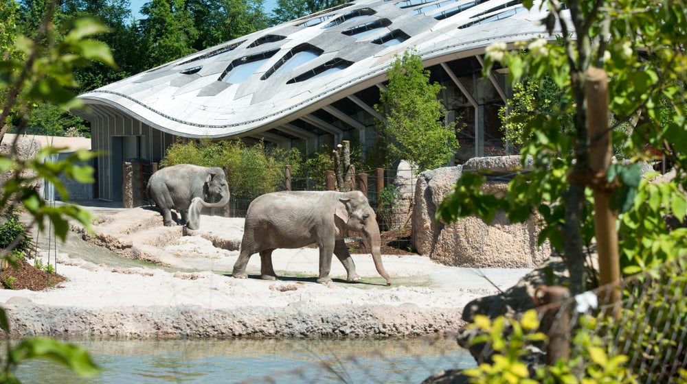Kaeng Krachan Elefantenpark im Zoo Zürich