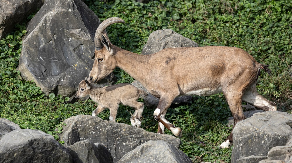 Nubische Steinböcke im Semien Gebirge des Zoo Zürich.