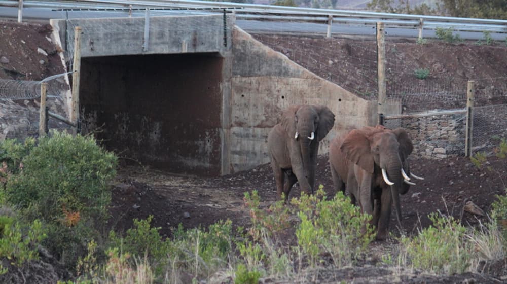Wildtierkorridor in der Lewa Wildlife Conservancy.