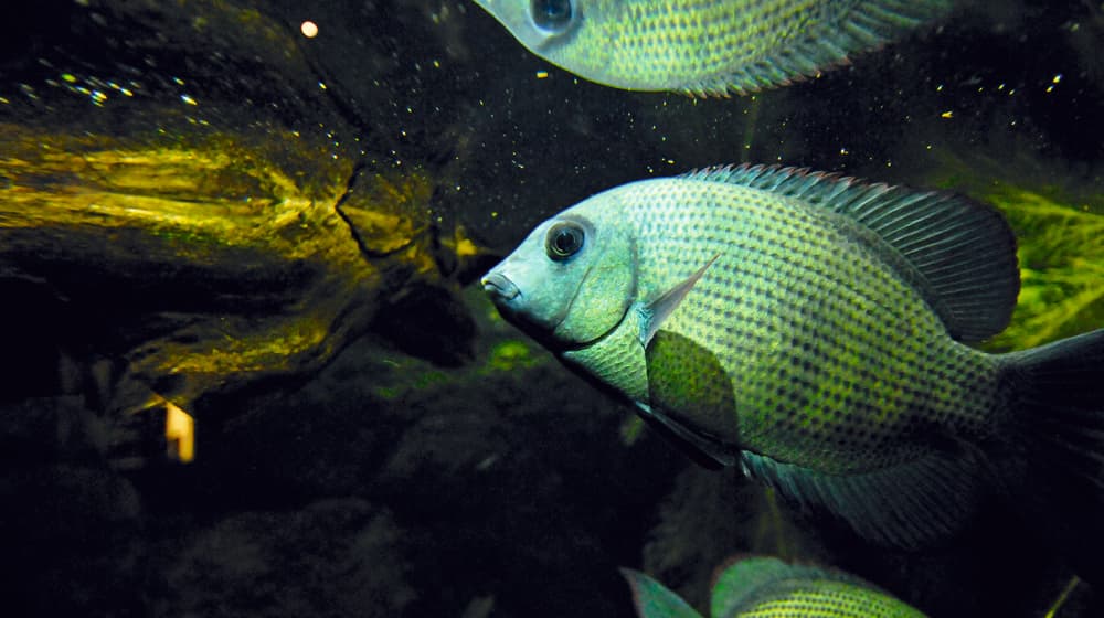 Menarambo-Buntbarsch im Zoo Zürich.