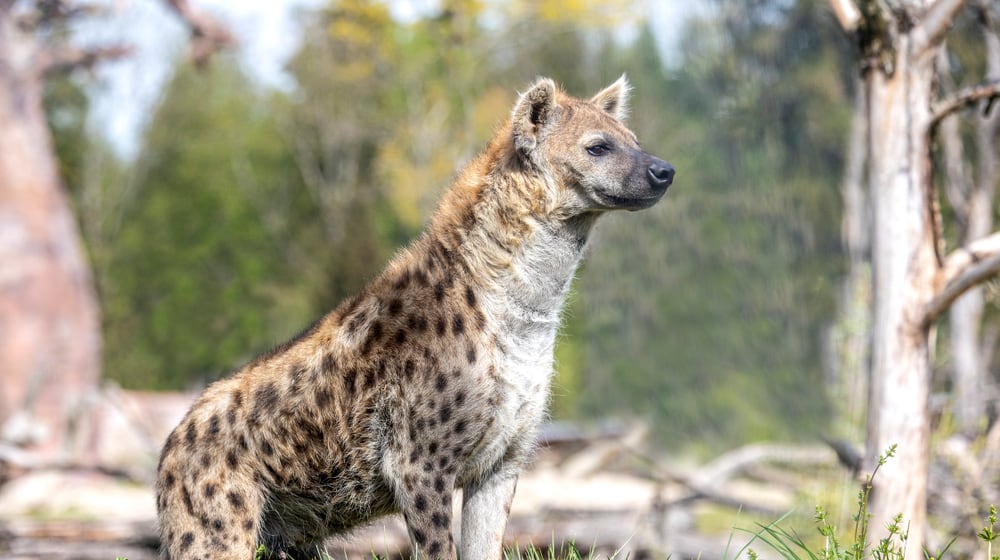 Tüpfelhyäne Tesi in der Lewa Savanne des Zoo Zürich.