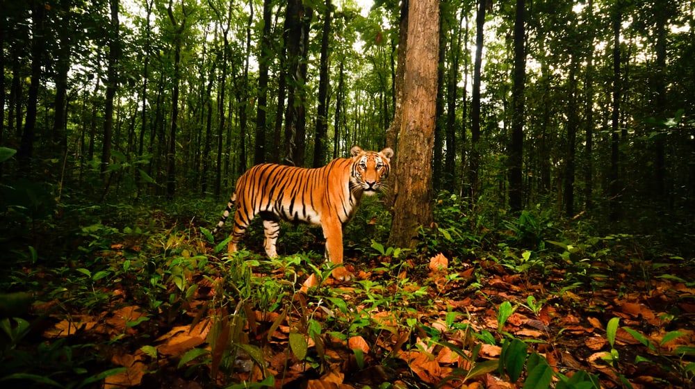 Eine Aufnahme einer Kamerafalle von einem Tiger im Schutzgebiet Wester Forest Complex (WEFCOM) in Thailand.