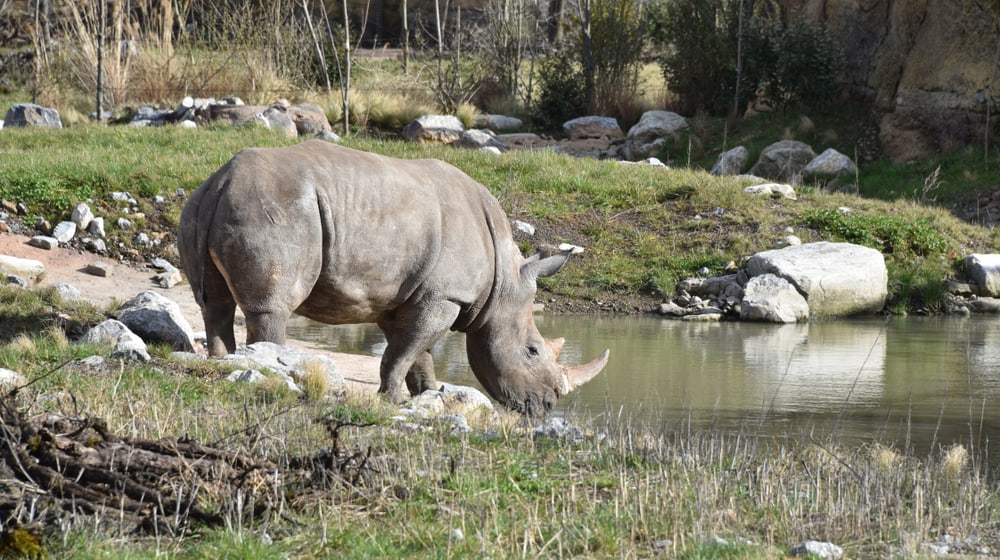Breitmaulnashorn in der Lewa Savanne im Zoo Zürich.
