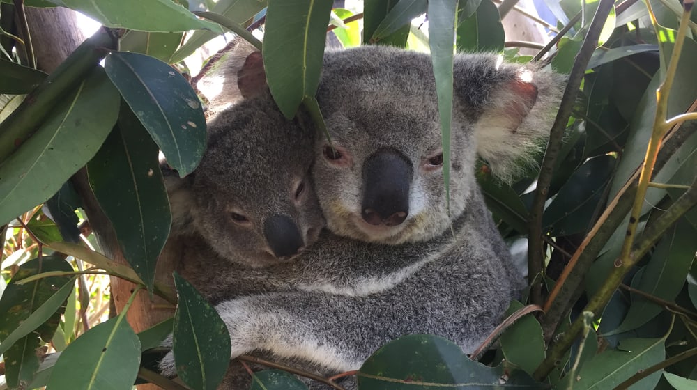 Koala im Australian Reptile Park
