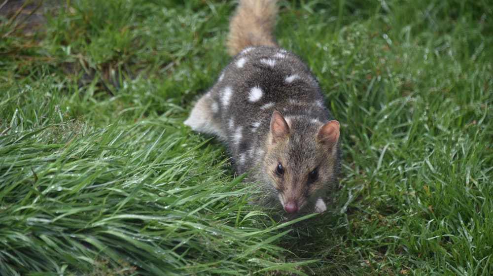 Tüpfelbeutelmarder