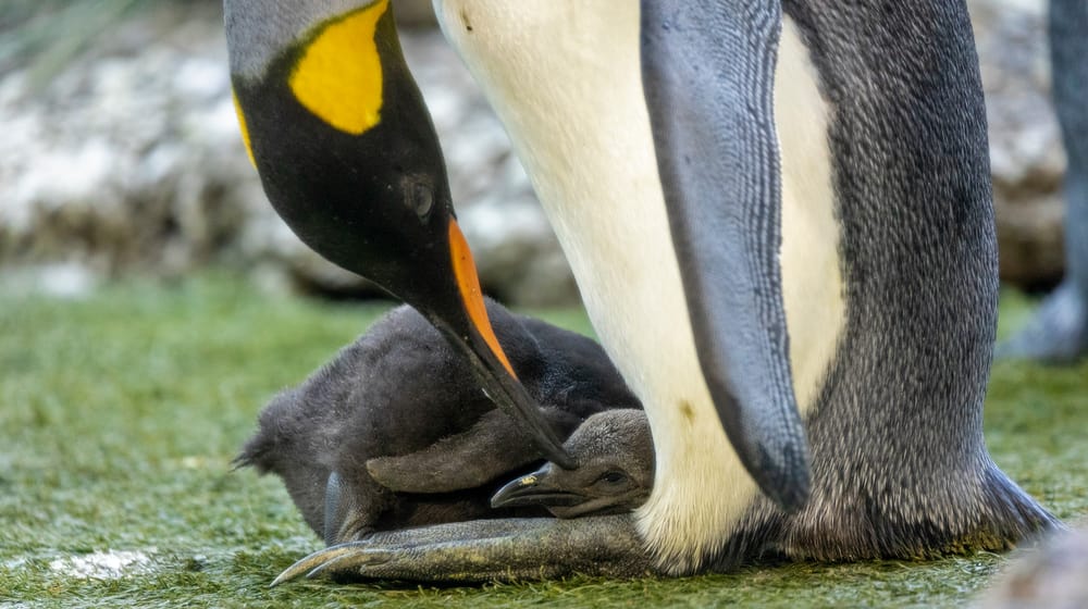 Junger Königspinguin im Zoo Zürich.