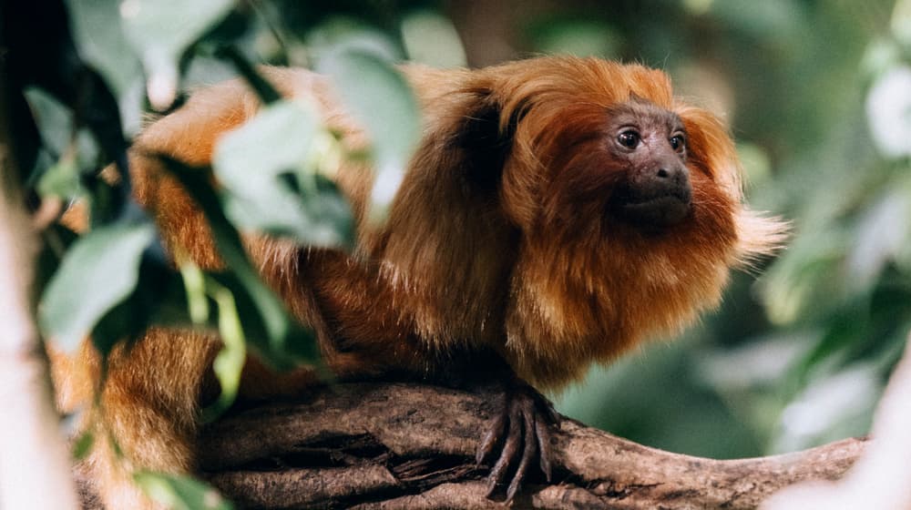 Leadimage Tierlexikon Goldgelbes Löwenäffchen