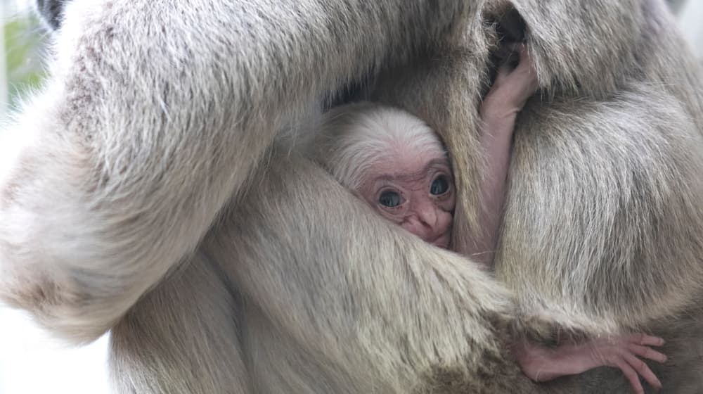 Junger Kappengibbon im Zoo Zürich.