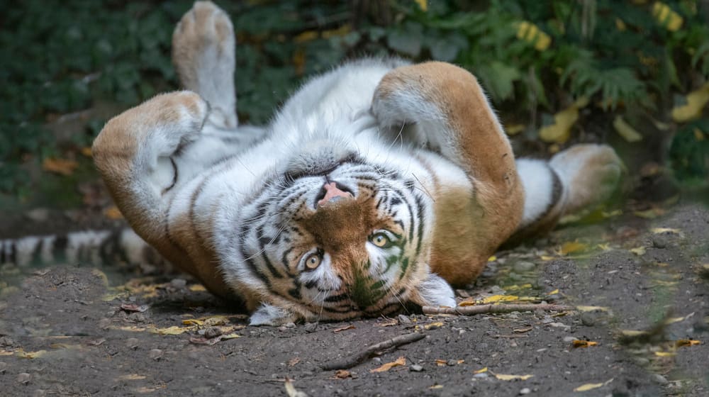 Amurtiger Irina im Zoo Zürich.