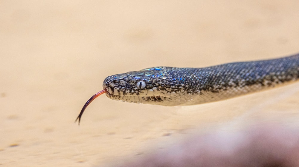 Savu-Python im Australienhaus des Zoo Zürich.