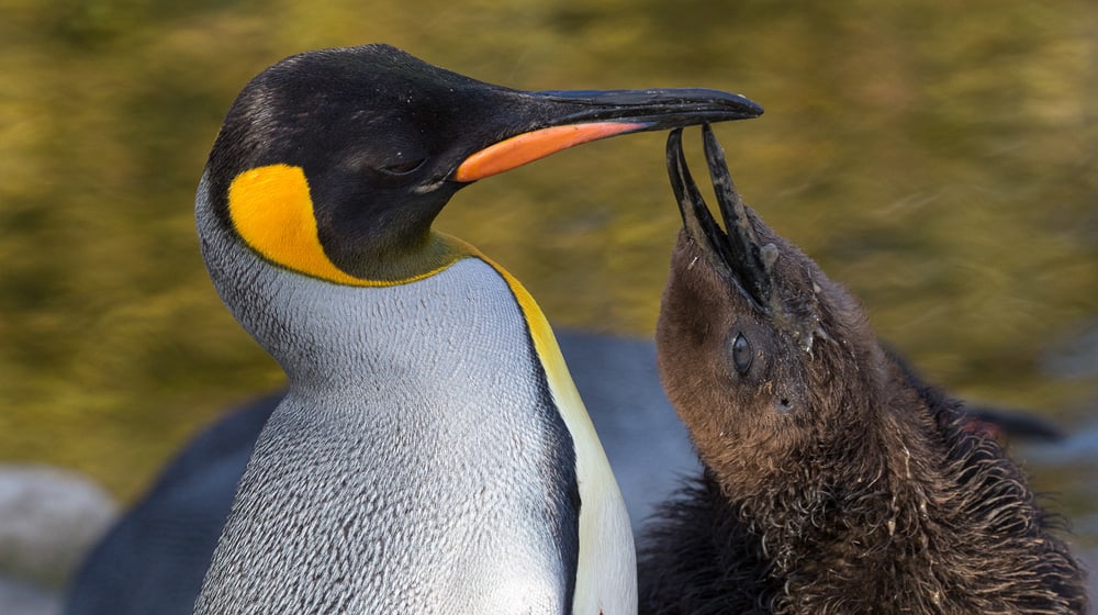 Königspinguin mit Jungtier im Zoo Zürich.