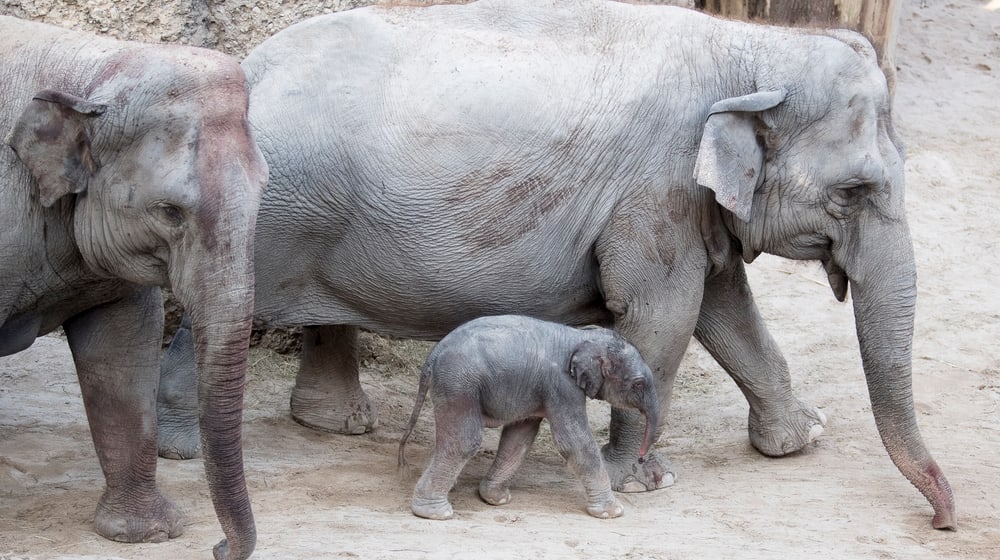 Junger Asiatischer Elefant im Kaeng Krachan Elefantenpark.