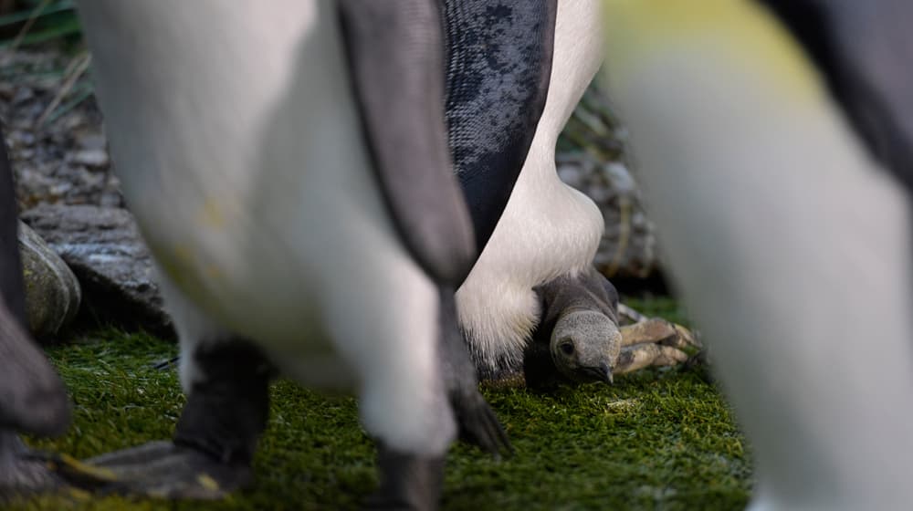 Junger Königspinguin im Zoo Zürich.