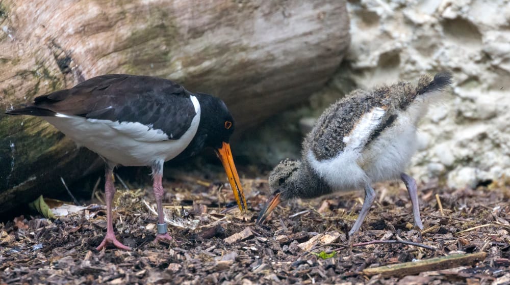 Austernfischer mit Jungtier im Zoo Zürich