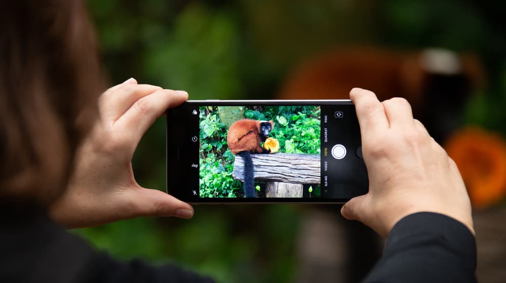 Eine Person fotografiert mit einem Smartphone einen Roten Vari im Masoala Regenwald des Zoo Zürich.