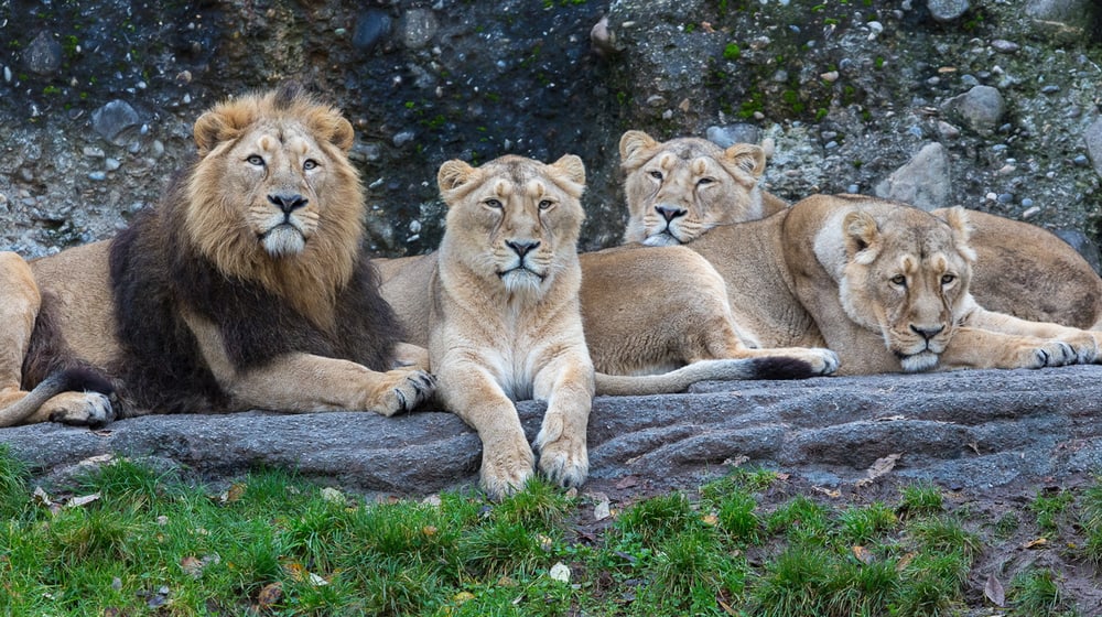 Indische Löwen im Zoo Zürich.