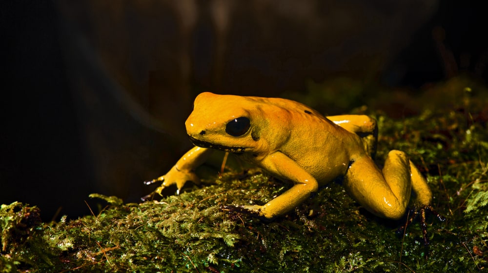 Goldener Pfeilgiftfrosch in Kolumbien.