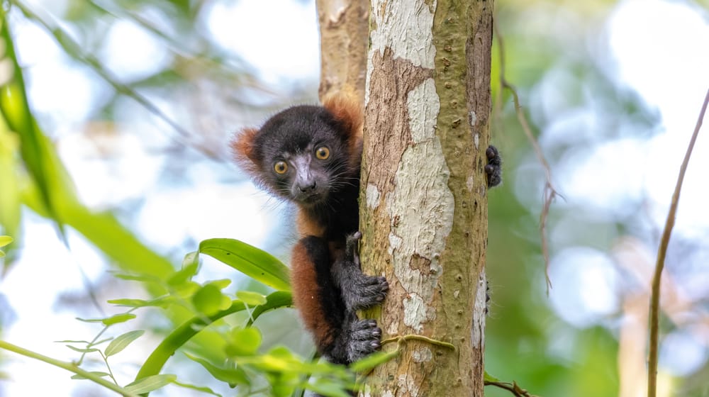 Junger Roter Vari im Masoala Regenwald im Zoo Zürich.