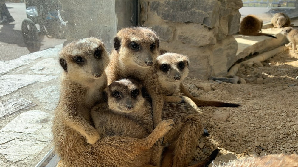 Erdmännchen in der Lewa Savanne des Zoo Zürich.