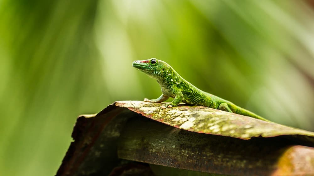Grosser Madagaskar-Taggecko im Masoala Regenwald des Zoo Zürich.