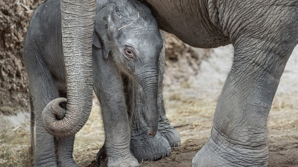 Elefantenbaby Ruwani im Zoo Zürich