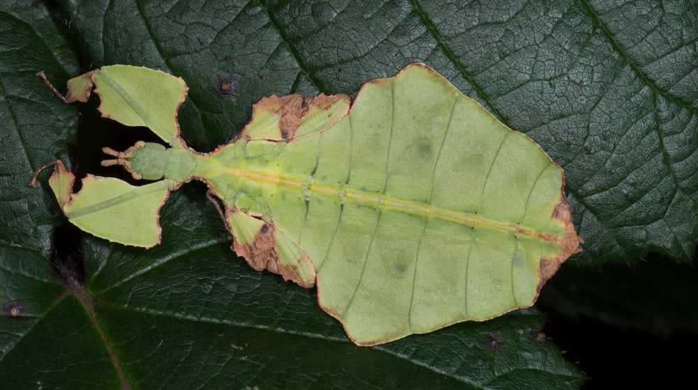 Wandelndes Blatt im Zoo Zürich. 
