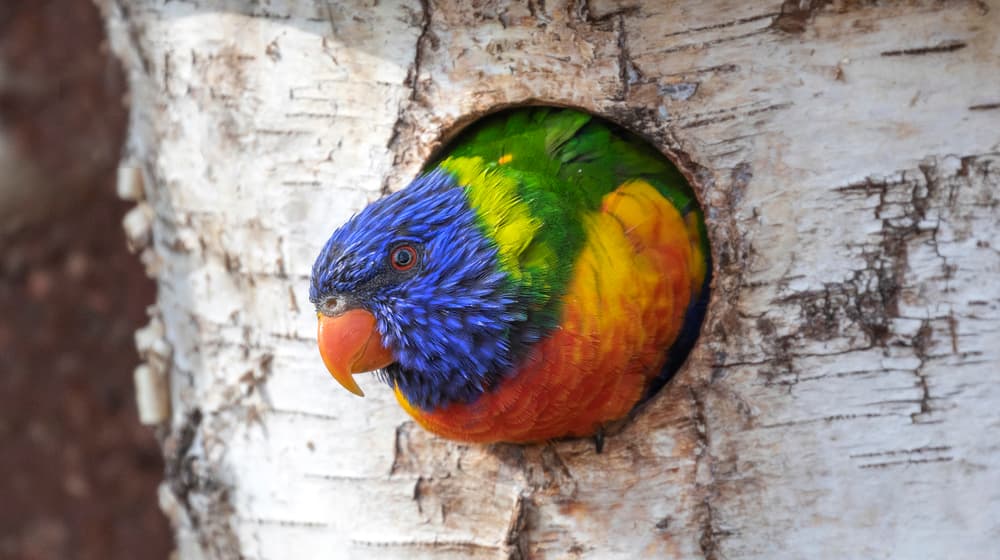 Regenbogenlori schaut aus Bruthöhle im Zoo Zürich.