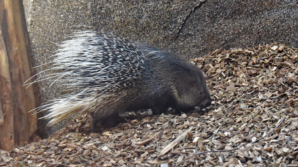 Stachelschwein Otavi im Zoo Zürich.