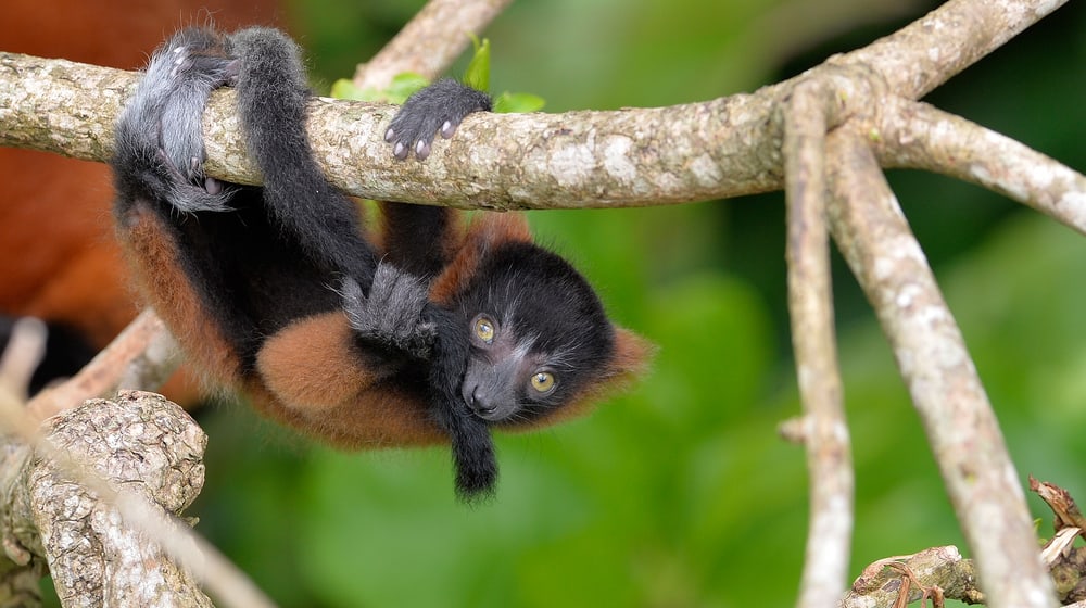 Junger Roter Vari im Masoala Regenwald im Zoo Zürich