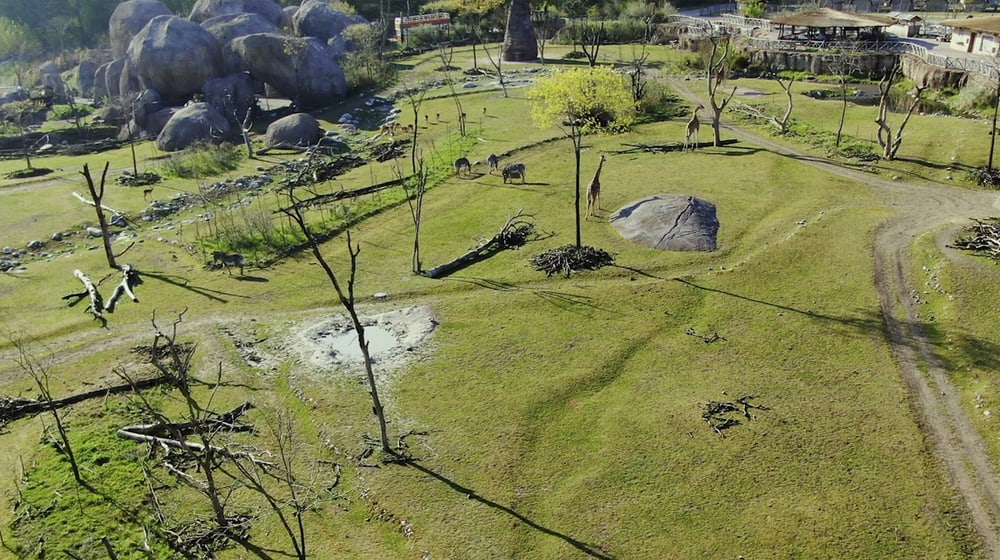 Drohnenaufnahme der Lewa Savanne im Zoo Zürich.