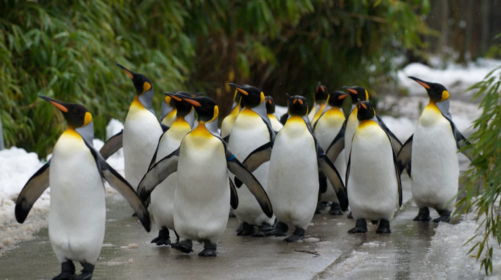 Königspinguine beim Spaziergang durch den Zoo Zürich.