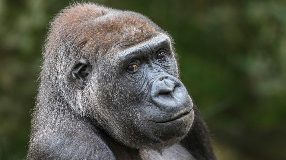 Westlicher Flachlandgorilla N'Yokumi im Zoo Zürich.