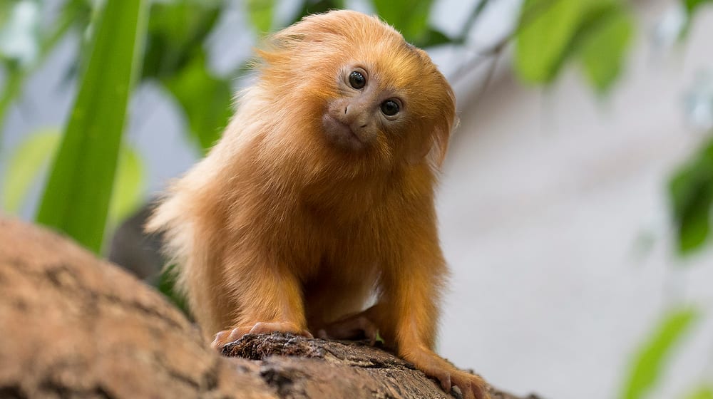 Goldgelbes Löwenäffchen im Zoo Zürich.
