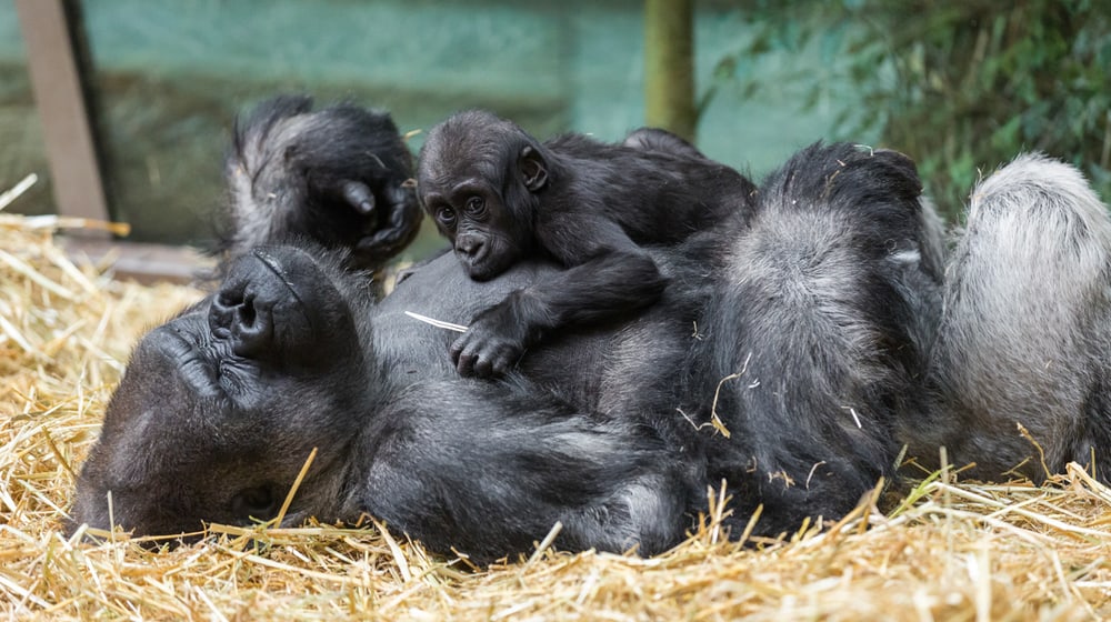 Westlicher Flachlandgorilla N'Gola im Zoo Zürich.