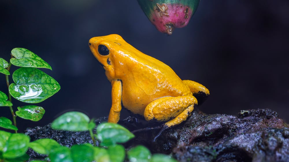 Goldener Pfeilgiftfrosch im Zoo Zürich.