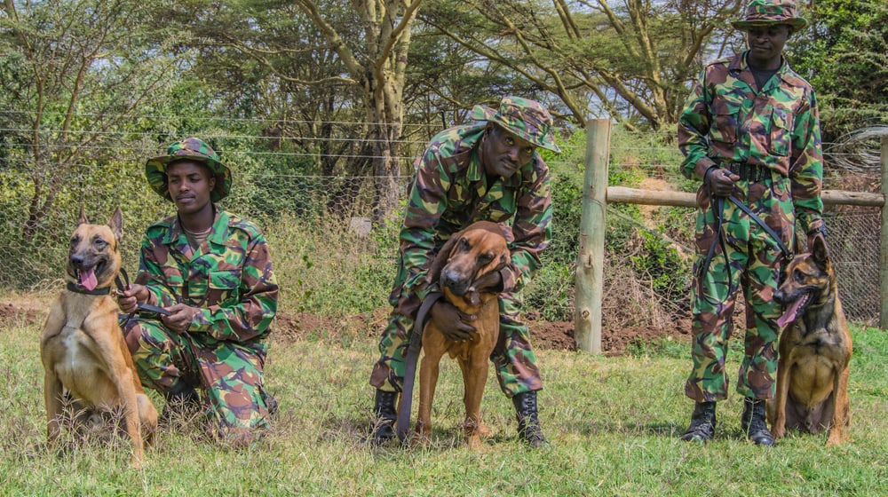 Tracker Dogs mit ihren Hundeführern im Lewa Wildlife Conservancy.