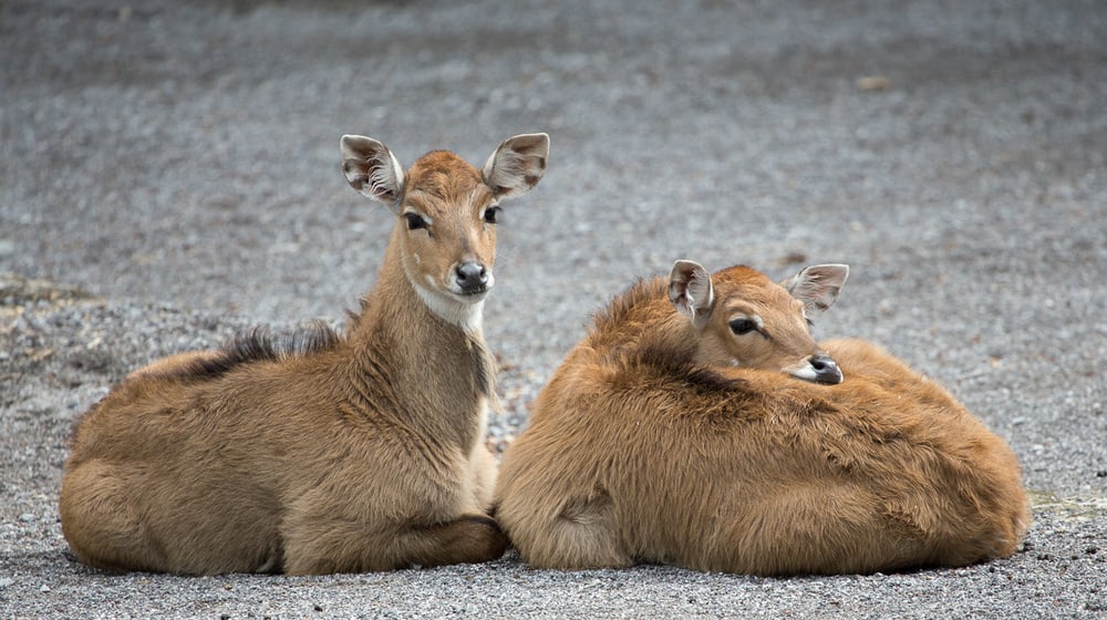 Nilgauantilopen im Zoo Zürich