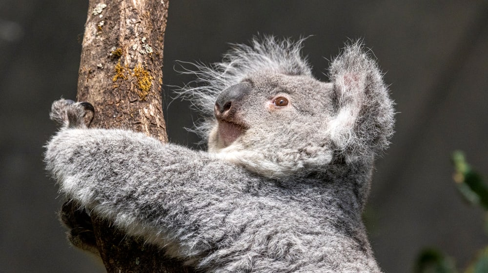 Koala-Weibchen Téa im Australienhaus. 