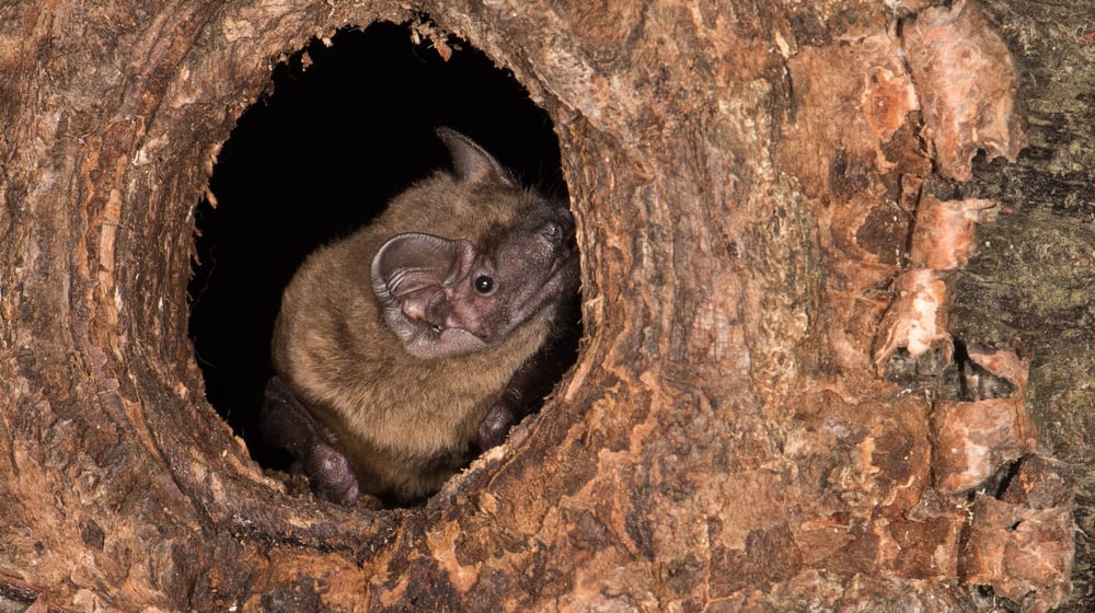 Grosser Abendsegler in Baumhöhle