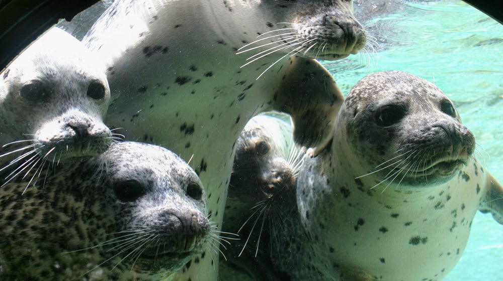 Seehunde im Zoo Zürich blicken durch die Scheibe des Unterwassereinblicks.