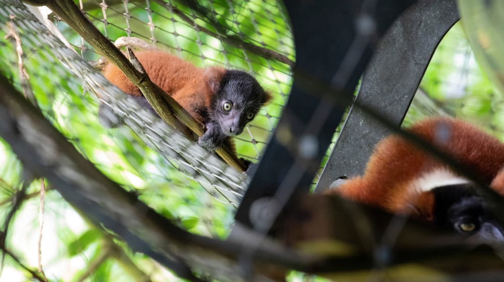 Junger Roter Vari im Masoala Regenwald im Zoo Zürich.