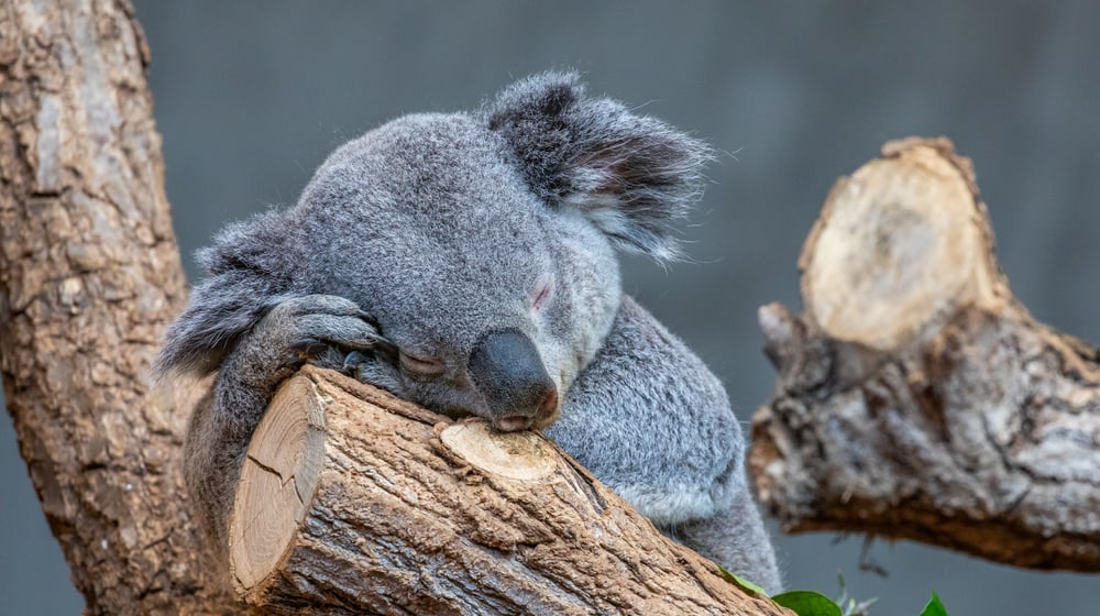 Schlafender Koala Milo im Zoo Zürich.